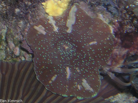 , Scheibenanemone
