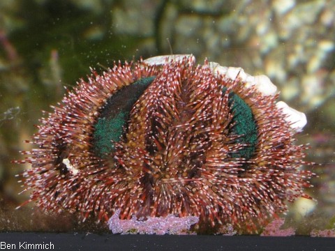 Mespilia globulus, Kugel-Seeigel