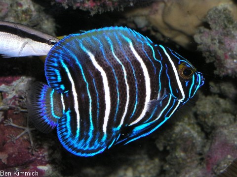 Pomacanthus xanthometopon, Blaukopf - Kaiserfisch
