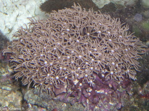 Pachyclavularia violacea, Rhrenkoralle