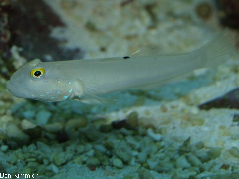 Valenciennea sexguttata, Sechspunkt Schlfergrundel