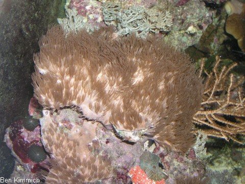 Erythropodium caribaeorum, braunes Affenhaar