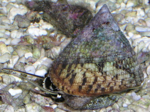 Tectus fenestratus, Turboschnecke