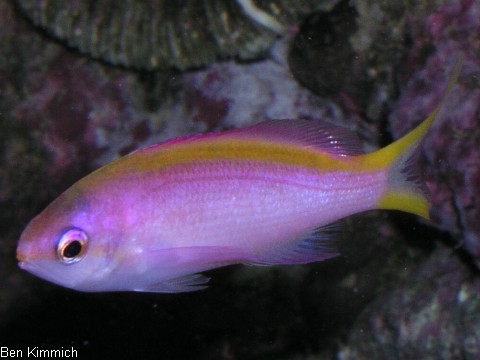 Pseudanthias tuka, Purpur Fahnenbarsch