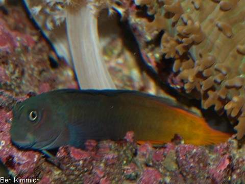 Ecsenius bicolor, zweifarbiger Schleimfisch