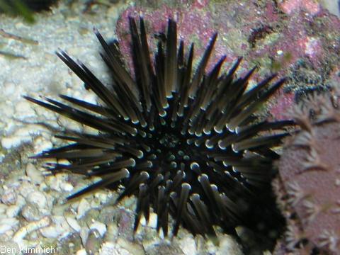, Seeigel