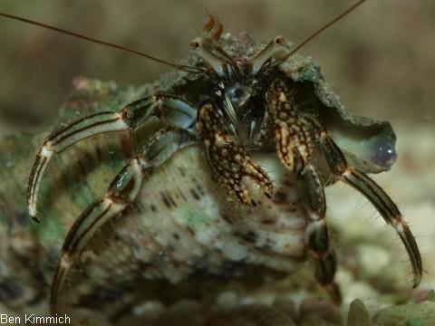 Clibanarius striolatus, Striolatus-Einsiedler