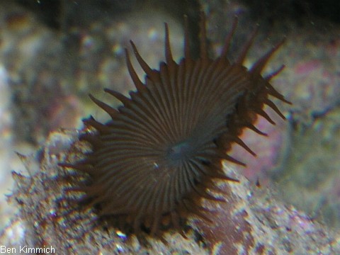 , braune Krustenanemone