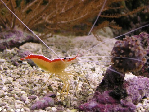 Lysmata amboinensis, Weissbandputzergarnele