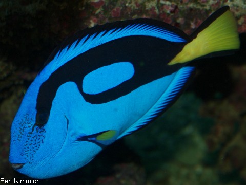 Paracanthurus hepatus, Palettendoktor