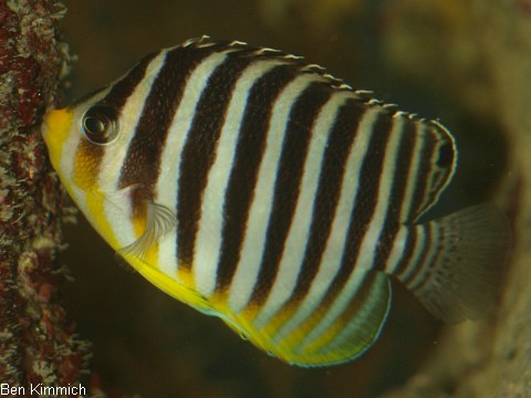 Centropyge multifasciata, Zebra-Zwergkaiser