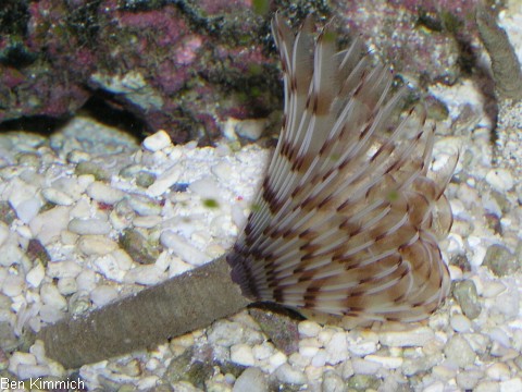 , Rhrenwurm