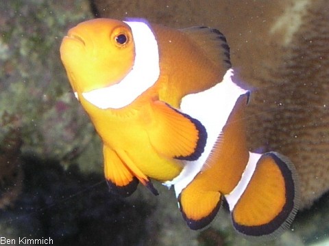 Amphiprion ocellaris, Falscher Clown - Anemonenfisch