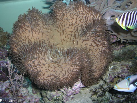 Sarcophyton, Lederkoralle