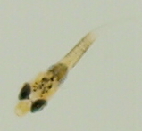 Premnas biaculeatus 2, Samtanemonenfisch Tag 2