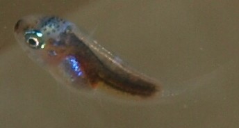 Premnas biaculeatus 2, Samtanemonenfisch Tag 13