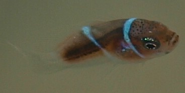 Premnas biaculeatus 2, Samtanemonenfisch Tag 15