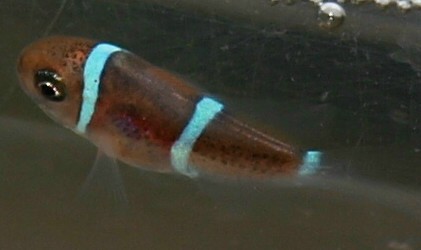 Premnas biaculeatus 2, Samtanemonenfisch Tag 18