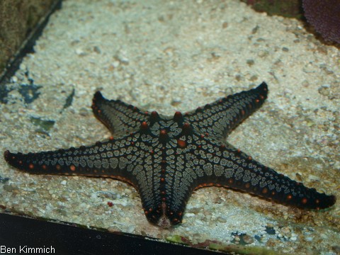 Pentaceraster mammilatus, grner Noppen-Seestern
