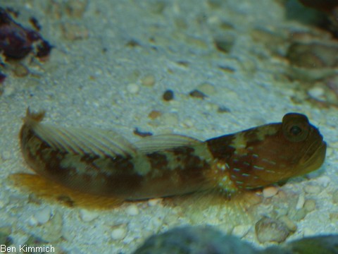 Cryptocentrus cinctus, Zitronen W chtergrundel