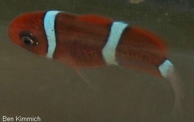 Premnas biaculeatus 2, Samtanemonenfisch Tag 21