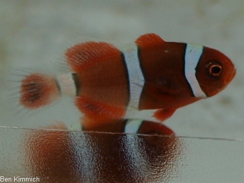 Premnas biaculeatus 2, Samtanemonenfisch Tag 36