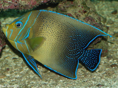 Pomacanthus semicirculatus, Korankaiser