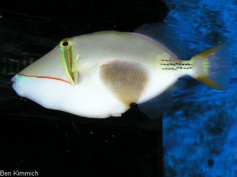 Rhinecanthus verrucosus, Bauchfleck Drckerfisch