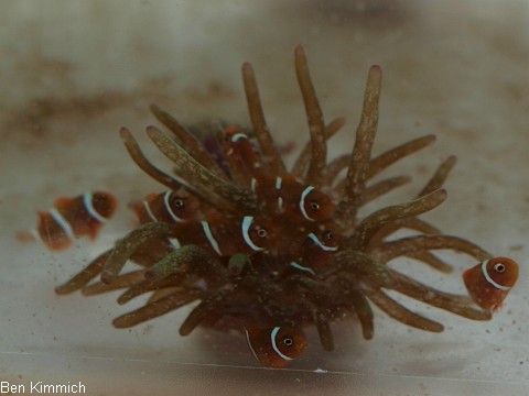Premnas biaculeatus 2, Samtanemonenfisch Tag 42