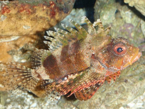 Dendrochirus brachypterus, Kurzflossen-Zwergfeuerfisch
