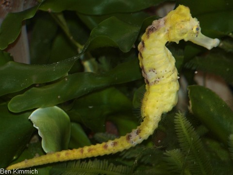Hippocampus reidi, Langschnuziges Seepferdchen