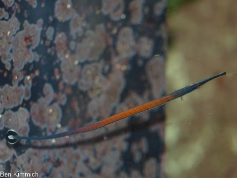 Doryrhamphus janssi, Jansis Seenadel