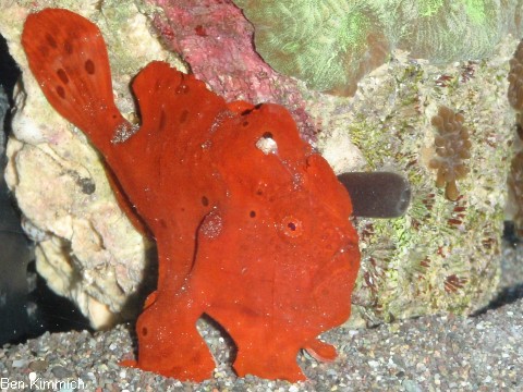 Antennarius, Anglerfisch