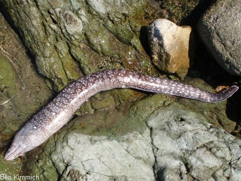Muraena helena, Mittelmeer-Murne