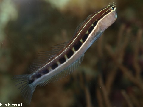 Ecsenius lineatus, Gestreifter Blenny