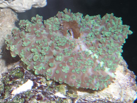 Rhodactis rhodostoma - Scheibenanemone