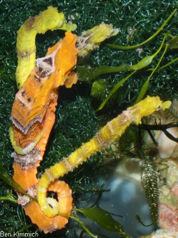 Hippocampus reidi, Langschnuziges Seepferdchen