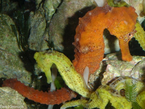 Hippocampus reidi, Langschnuziges Seepferdchen