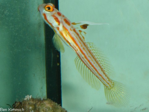 Stonogobiops yasha, Yasha Grundel