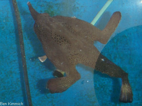 Ogcocephalus vespertilio, -