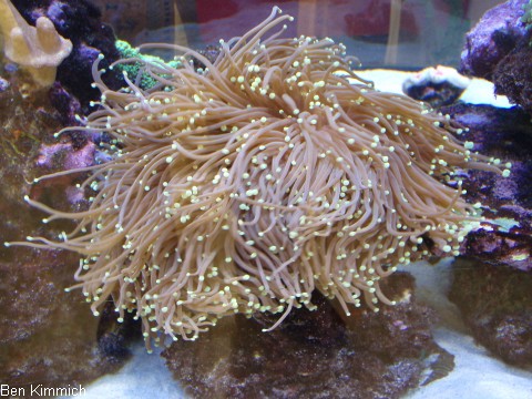 Euphyllia paraglabrescens, Gropolypige Steinkoralle