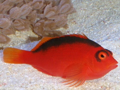 Neocirrhites armatus, Feuer - Korallenwchter