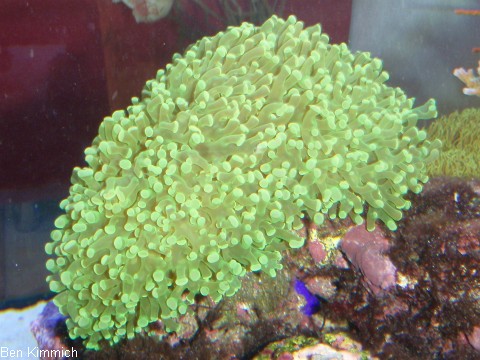 Euphyllia paradivisa, Froschlaichkoralle