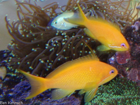Pseudanthias squamipinnis Juwelen Fahnenbarsch