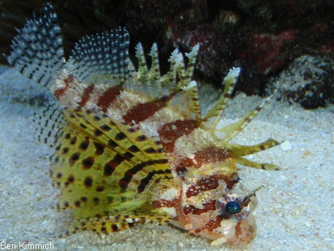 Dendrochirus brachypterus, Kurzflossen-Zwergfeuerfisch