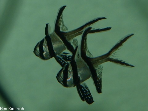 Pterapogon kauderni, Kardinalbarsch