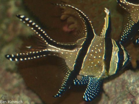 Pterapogon kauderni, Kardinalbarsch Weibchen mit Ei