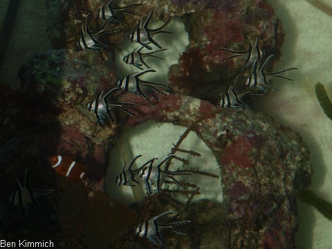 Pterapogon kauderni, Kardinalbarsch