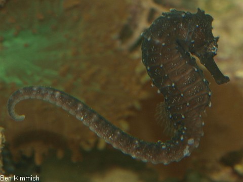 Hippocampus comes, Seepferdchen