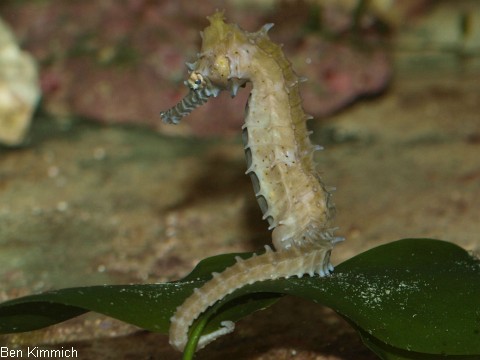 Hippocampus barbouri, Seepferdchen
